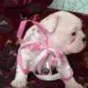 Шикарные Девочка и Мальчик French Bulldogi, фотография 2
