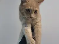 Кот ВАСИЛИО ищет дом, фотография 2