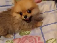Домашние питомцы, фотография 3