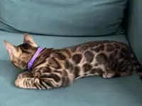 Бенгальский котенок. Мальчик, фотография 3