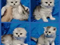 Шотландские котята.