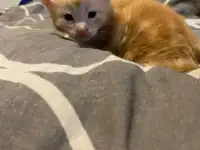 Котята, фотография 3