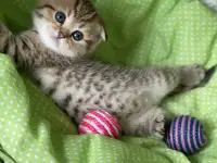 Шотландские котята ЗОЛОТАЯ ШИНШИЛЛА, фотография 8