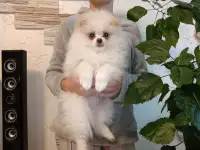 ШПИЦ, фотография 4
