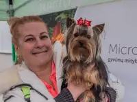 Мини йорк приглашает на вязку