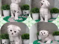 продажа котят, фотография 3