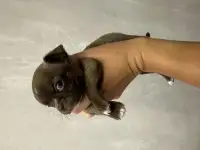 Продам щенка чихуахуа