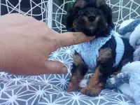 Мальтипу щенки, фотография 7