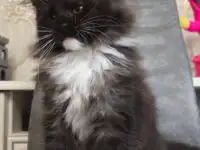 Мейн кун , полидакт