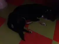 Той терьер русский