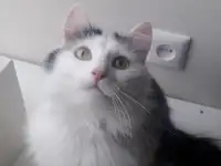 Кошка в поисках дома