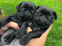 щенки мопса