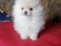 Щенки померанского шпица