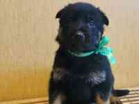 Немецкой овчарки щенки, фотография 8