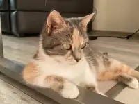 Отдам кошечку в хорошие руки, фотография 3