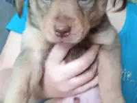 Щенки Бесплатно