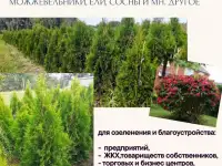 ТУИ, Хвойники, Рассада цветов оптом от производителя., фотография 2