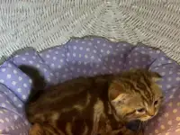 Продажа шотландских котят, фотография 6