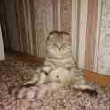 Шотландские вислоухие котята, фотография 8