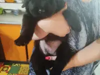 Щенки ньюфаундленда