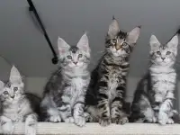 Котята мейн кун!, фотография 5