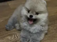 Шпиц мини мишка, фотография 3