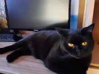 Британский кот