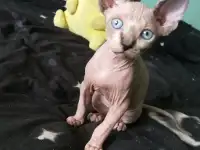 Котята девочки Канадский сфинкс, фотография 6