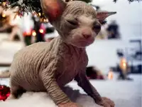 Котята Канадского сфинкса, фотография 5