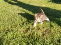 Котята даром, фотография 10