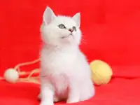 Британские серебристые котята