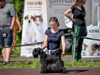Щенки цвергшнауцера чёрного окраса, фотография 6