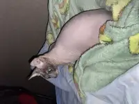 Донской сфинкс