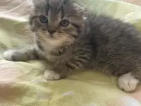 Шотландские вислоухие котята, фотография 3
