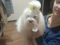Мальтийская болонка мальчик мини, фотография 3