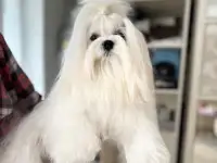 Мальтийская болонка мальчик мини, фотография 4