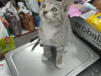Котенок в дар, фотография 4