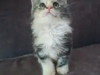 Котята мейн-кун, фотография 2