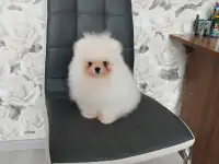 померанский шпиц , мальчик и девочка, фотография 2