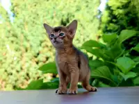 Абиссинские котята, фотография 3