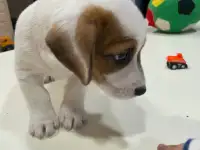 Щенок Джек Рассела