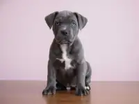 Щенок Кане Корсо