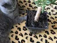 Британский короткошёрстный. Вязка., фотография 3