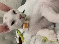 Котенок сфинкса браш арлекин 5 месяцев, фотография 5
