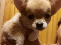 Щенки чихуахуа, фотография 2