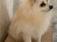 Щенки шпица