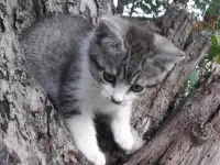 СРОЧНО! КРАСИВЫЕ КОТЯТА В ДАР!, фотография 3