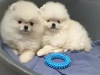 Померанский шпиц щенки. Мини мишки, фотография 6