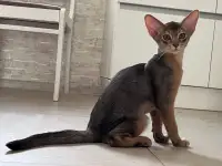 Абиссинские котята из питомника, фотография 2
