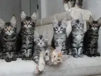 Мейн-кун котята, фотография 4